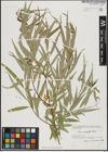 Foto von Salix acmophylla Boiss.